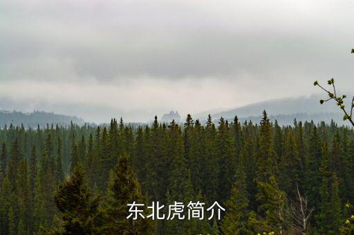 虎頭骨,劍齒虎是老虎也是貓?原來是這樣