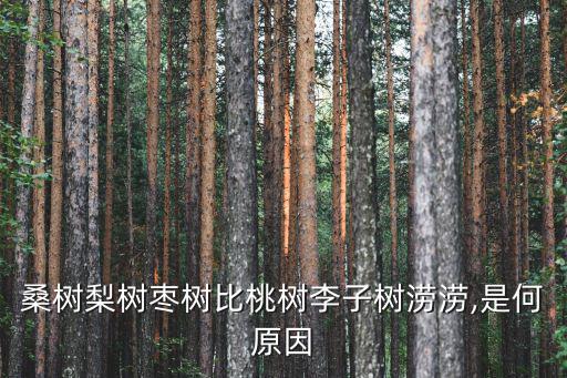 十分耐澇的果樹,梨、桃、棗對(duì)比耐澇比桑樹更好