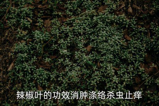 辣椒葉的功效消腫滌絡(luò)殺蟲止癢