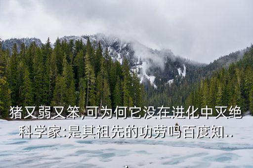 豬又弱又笨,可為何它沒在進化中滅絕科學家:是其祖先的功勞嗎百度知...