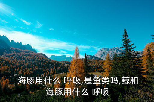  海豚用什么 呼吸,是魚類嗎,鯨和 海豚用什么 呼吸