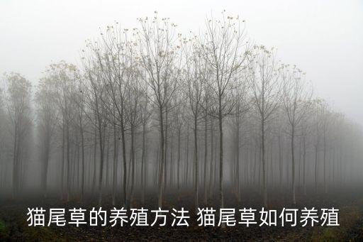  貓尾草的養殖方法 貓尾草如何養殖