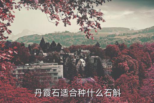 丹霞石,春暖花開!金釵石斛種植好了!