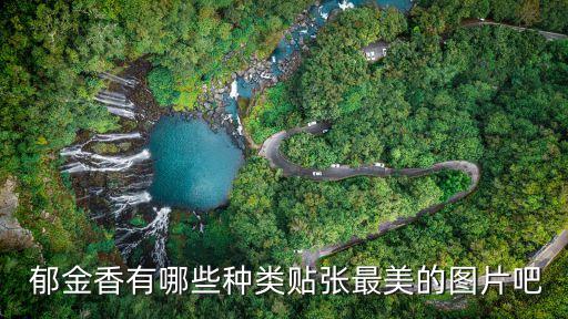  郁金香有哪些種類貼張最美的圖片吧