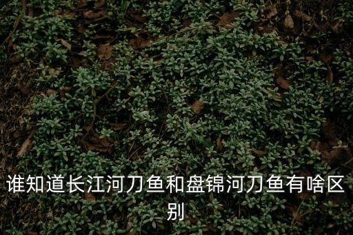誰知道長江河刀魚和盤錦河刀魚有啥區(qū)別