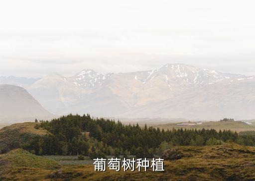 葡萄樹,怎么種植葡萄樹成活率高?