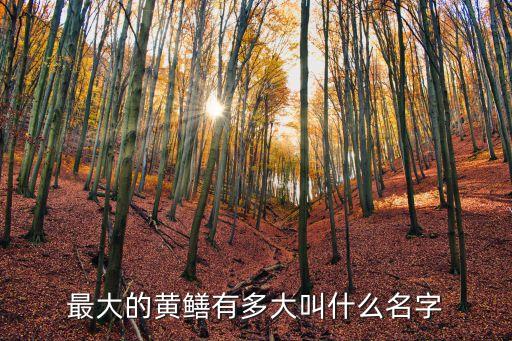 最大的黃鱔有多大叫什么名字