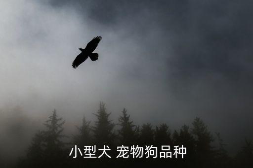  小型犬 寵物狗品種