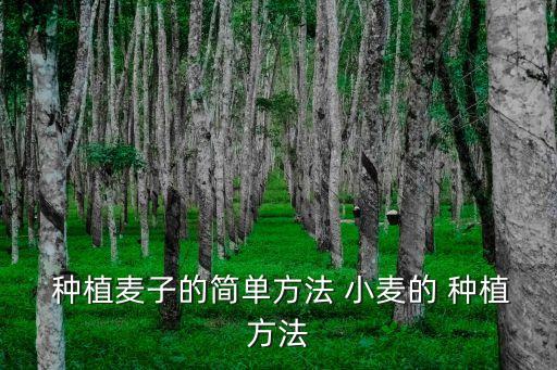 小麥的種植方法,如何在室內種小麥?
