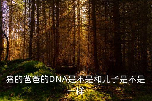 豬的爸爸的DNA是不是和兒子是不是一樣