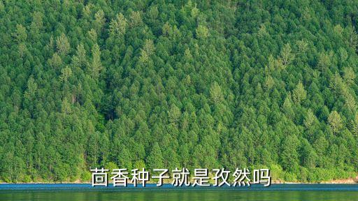  茴香種子就是孜然嗎