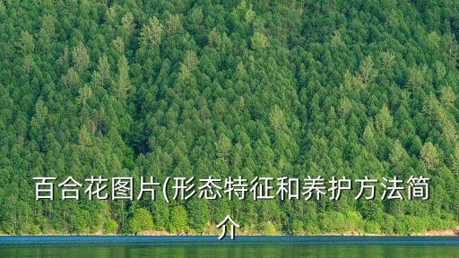 百合花圖片,百合花花語:百年和諧，家庭美好，大愛深深祝福