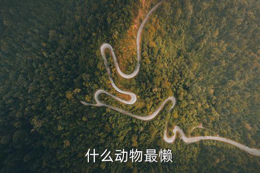 什么動(dòng)物最懶