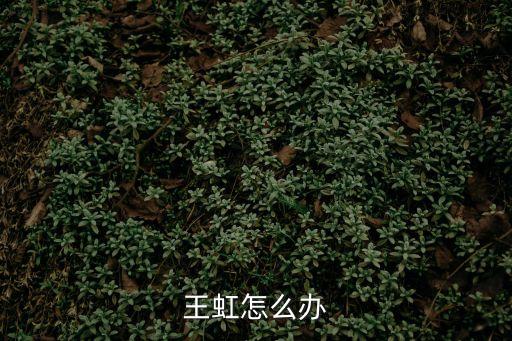 王虹怎么辦