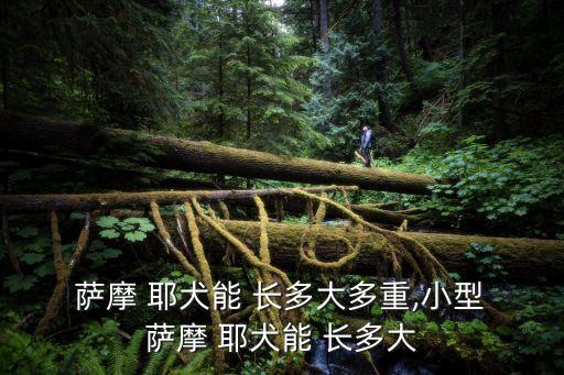薩摩耶犬能長(zhǎng)多大,獅子犬薩摩葉性別比例接近正方形