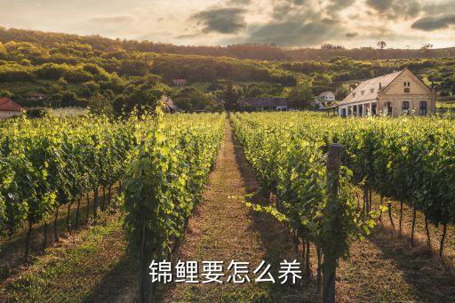 錦鯉要怎么養(yǎng)