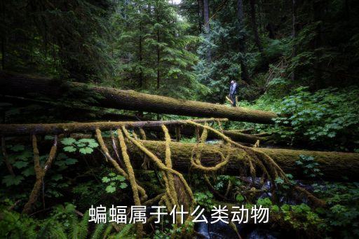 蝙蝠屬于什么類動物