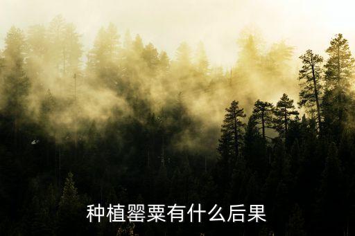種植罌粟有什么后果