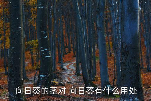 向日葵的用途,向日葵你知道這里有多少棵嗎?