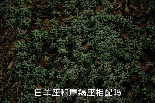 白羊座和摩羯座相配嗎