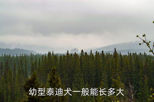幼型泰迪犬一般能長多大