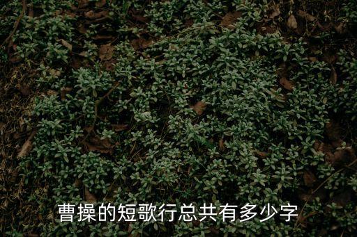 曹操的短歌行，曹操的短歌行全文