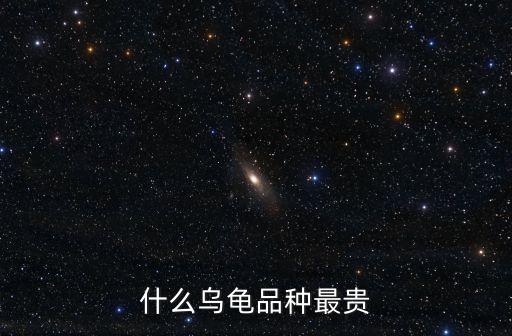 什么龜最值錢，什么烏龜品種最貴