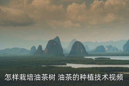 怎樣栽培油茶樹 油茶的種植技術視頻