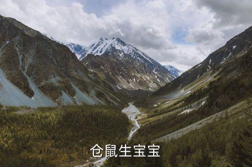 倉鼠生寶寶，倉鼠生寶寶