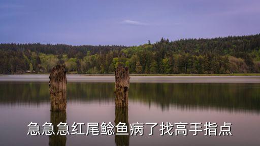 紅尾鯰魚，觀賞魚紅尾鯰魚人能不能吃