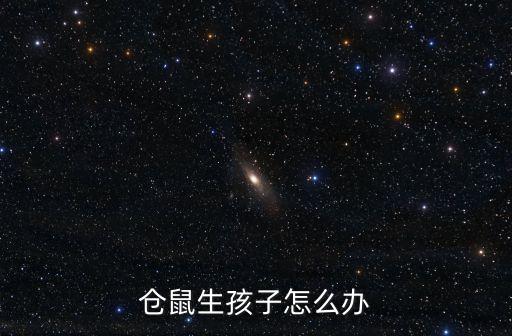 倉(cāng)鼠生孩子怎么辦