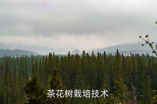 茶花樹，茶花樹的價格是多少