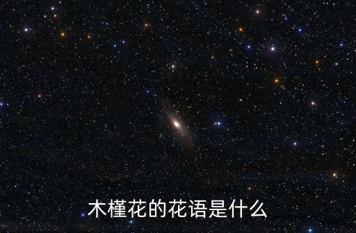 木槿花的花語是什么