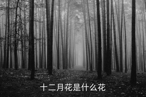 十二月花是什么花