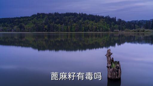 蓖麻子有毒嗎，蓖麻子是不是有毒呢大麻是蓖麻嗎
