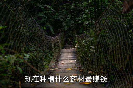 現在種植什么藥材最賺錢