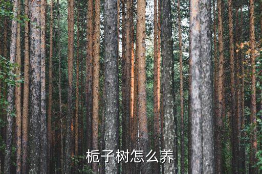 梔子花樹，梔子花樹的作文200字長