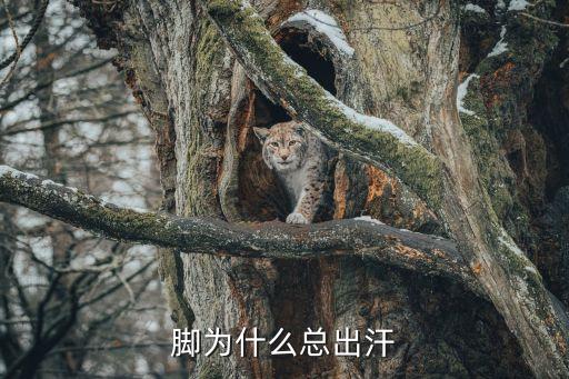 腳為什么總出汗
