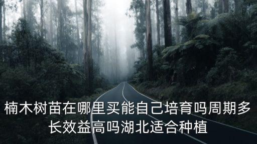 楠木樹苗在哪里買能自己培育嗎周期多長效益高嗎湖北適合種植