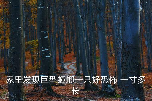 巨型蟑螂，家里發(fā)現(xiàn)巨型蟑螂一只好恐怖 一寸多長