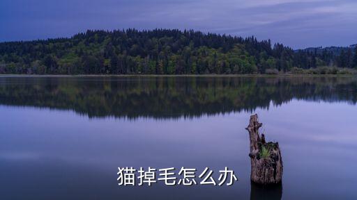 貓咪掉毛，貓掉毛怎么辦