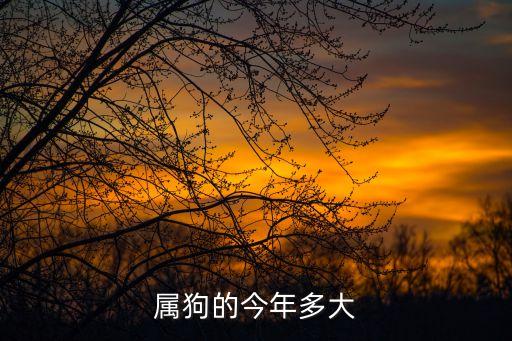 屬狗的今年多大