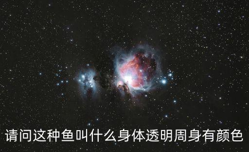 請(qǐng)問(wèn)這種魚(yú)叫什么身體透明周身有顏色