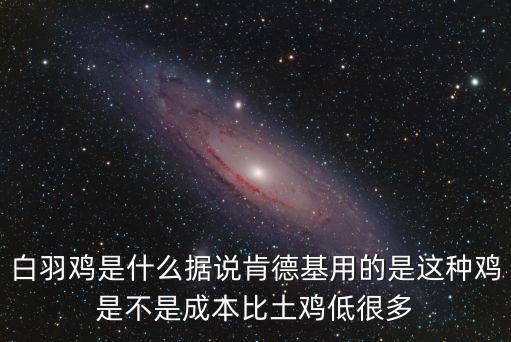 白羽雞，白羽雞是什么呢