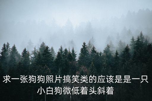 求一張狗狗照片搞笑類的應該是是一只小白狗微低著頭斜著
