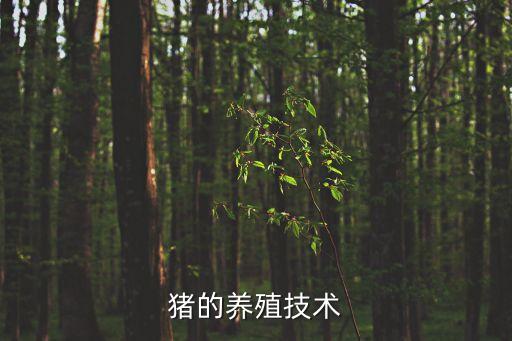 豬養殖，豬的養殖技術