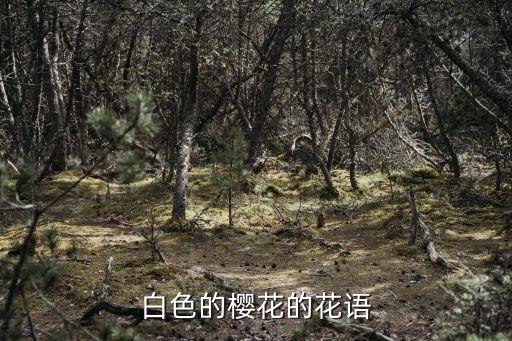 白色的櫻花的花語