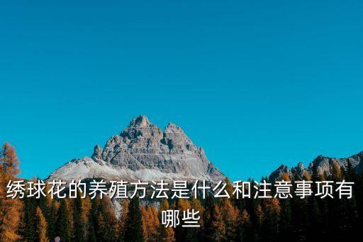 繡球花的養殖方法是什么和注意事項有哪些