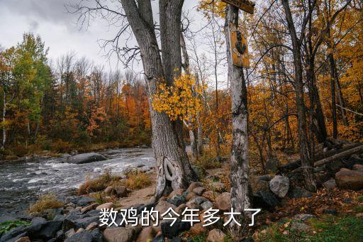 數(shù)雞的今年多大了