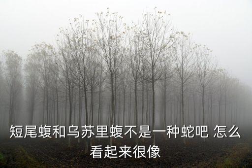 短尾蝮和烏蘇里蝮不是一種蛇吧 怎么看起來很像
